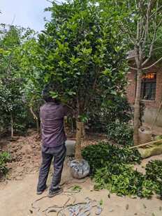 桂花树苗桂花树苗桂大型花卉八月庭院原生高杆金桂丹桂沉香桂地盆