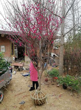 梅花树苗原生红梅花树庭院别墅耐寒红梅树苗带花苞