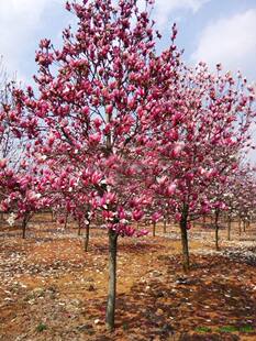 玉兰花树苗大型庭院紫玉兰白玉兰树苗黄玉兰绿化树苗风景树苗景观
