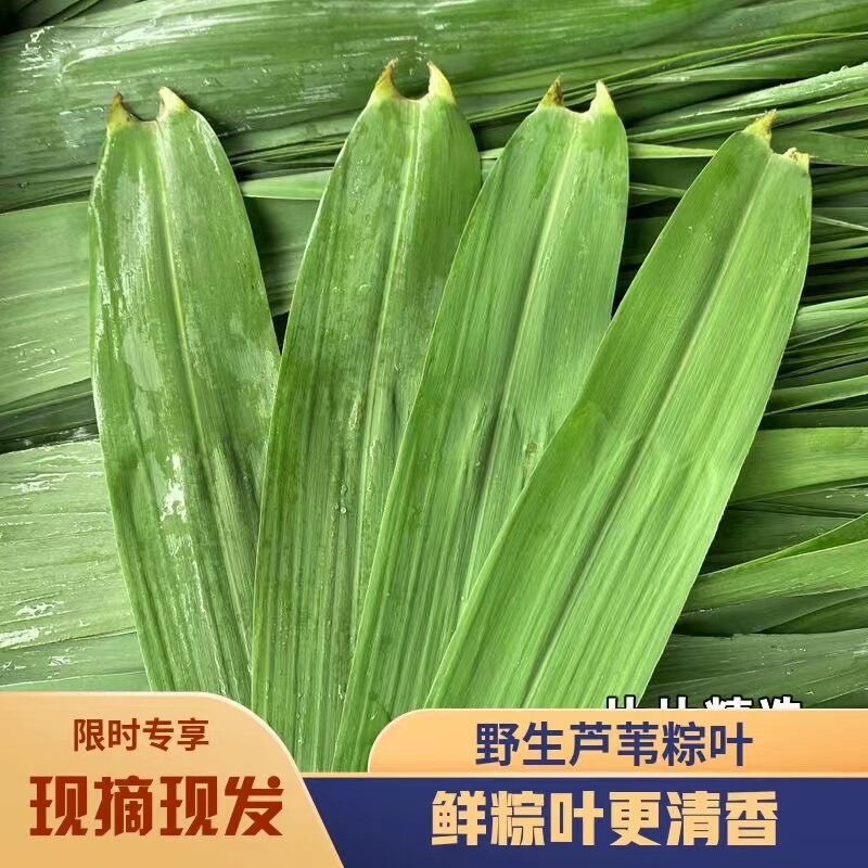 洪湖新鲜粽叶现摘现发野生芦苇叶传统粽叶农产品粽子厂批发顺丰