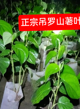 海南陵水吊罗山荖叶苗佬叶种叶子苗散装当季佬叶园产地直发货包邮