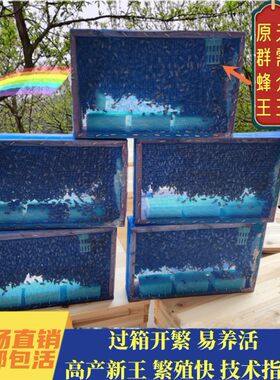 带王笼蜂足称24小时内发货不带脾