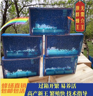 带王笼蜂蜜蜂群活体养殖阿坝产卵土蜂王双色红背开产种王中蜂蜂群