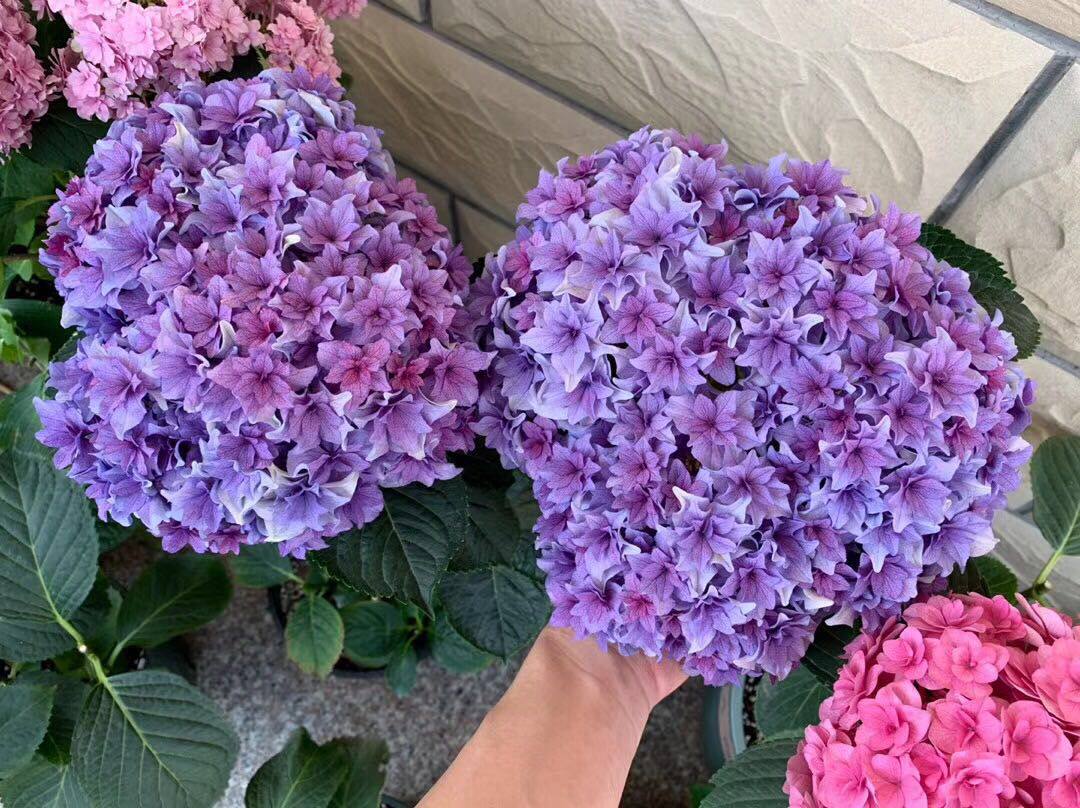 绣球花苗 列车(沙龙)重花瓣大花 全店三颗包邮