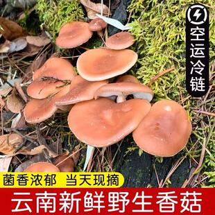 新鲜香蕈香菇马桑菌野生香菇云南山珍香信顺丰包邮空运一斤装