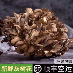 新鲜灰树花仿野生干巴菌云南特产山货珍惜食材干巴菌顺丰包邮