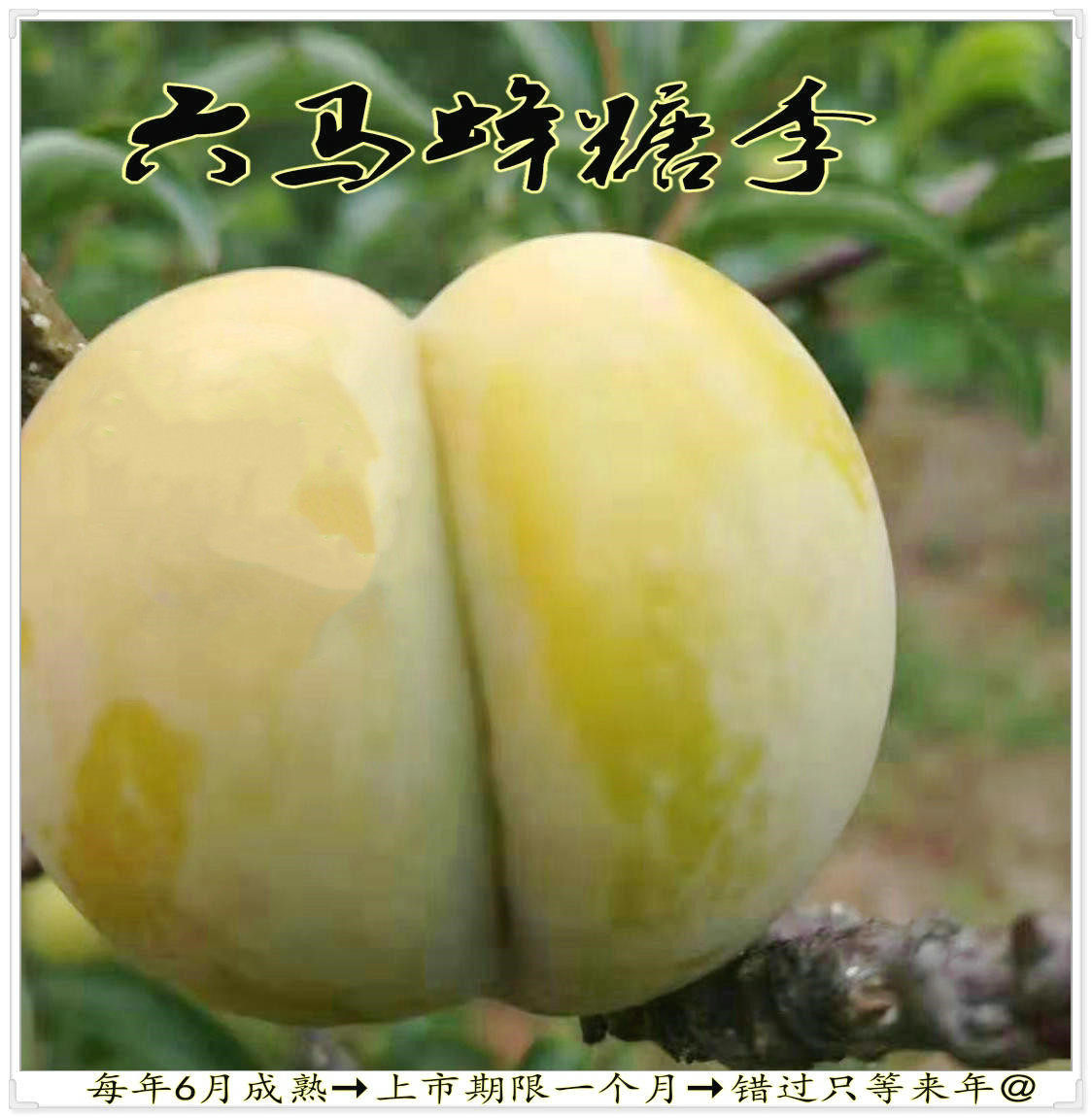 贵州镇宁六马蜂糖李孕妇李当季新鲜水果 脱骨冰糖李子2斤装