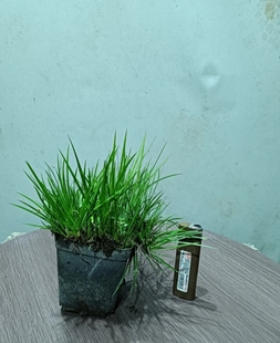 菖蒲直播付款 链接没有直播间挑选随机发货