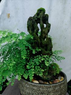 吴定石附虎须菖蒲长25高50厚15不含盆