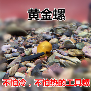 黄金螺 苹果螺 观赏螺 除藻工具螺 清洁螺 冷水螺 不加温包邮包损