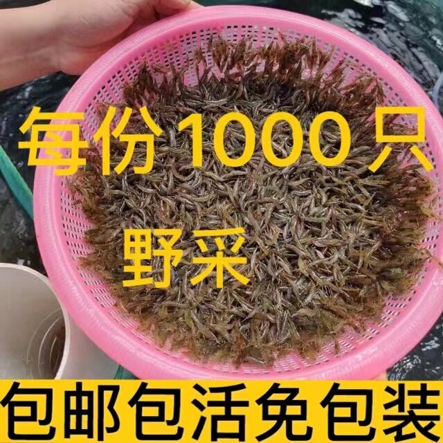 观赏虾活体黑壳虾草缸除藻虾淡水草缸清洁虾水族箱造景鱼缸工具虾