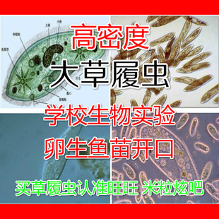 草履虫生物实验考试 斗鱼苗洄水开口幼鱼苗活体饲料斑马鱼培养液