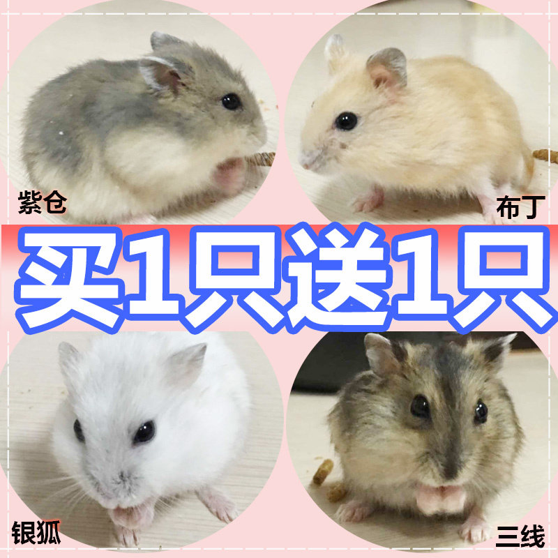 小仓鼠银狐布丁三线紫仓活物宠物情侣幼崽一只金丝熊真的活体宝宝