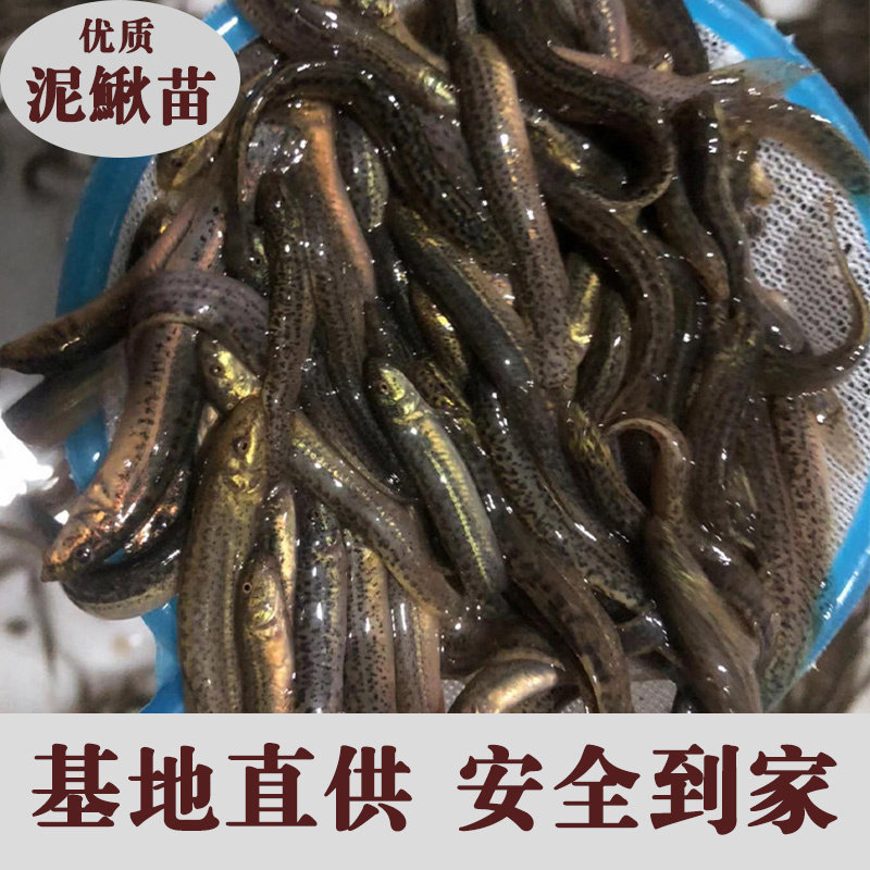 台湾泥鳅苗新鲜幼苗小泥鳅本地活体圆鳅苗活筏钓体喂鱼养殖苗顺丰