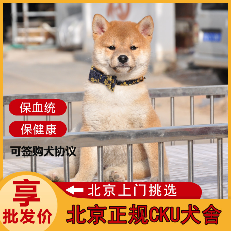 柴犬日本柴犬纯种幼犬秋田犬双血统赛级大饼脸cku犬舍多只可选