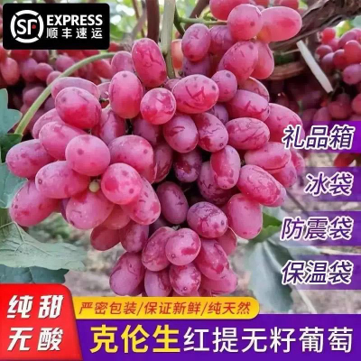 顺丰包邮大凉山纯甜无籽克伦生红提葡萄应季水果现摘现发应季水果