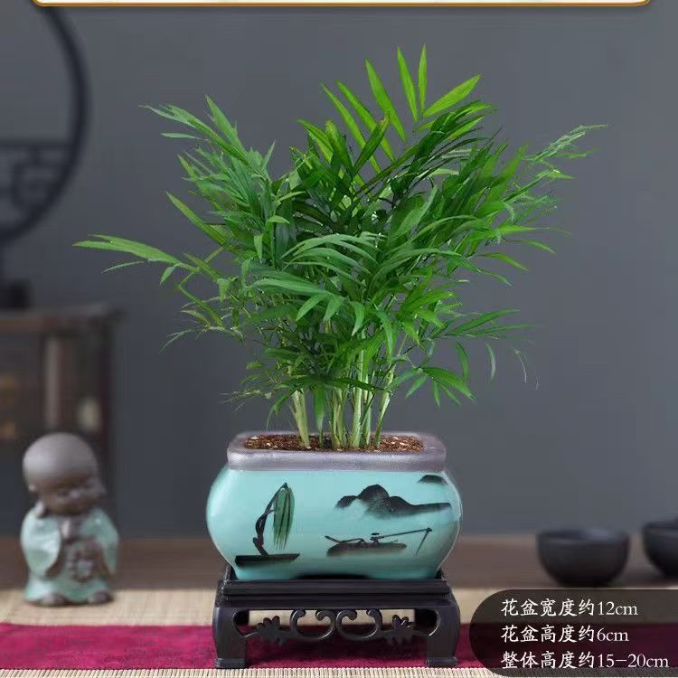 袖珍椰子四季常绿净化空气桌摆