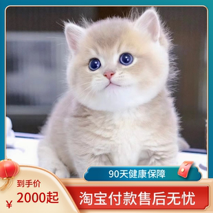 英国短毛猫品种蓝金渐层纯种小奶猫宠物猫活体小猫咪金渐层幼猫
