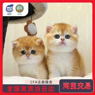 纯种英短金渐层猫咪幼猫赛级ny12色蓝金渐层长短毛宠物猫幼崽猫舍