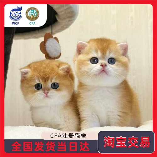 英短金渐层幼猫血统证