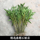 四川夹江叠鞘石斛黄草黄橙枫斗金钗霍山铁皮鼓槌室内外绿植种植苗