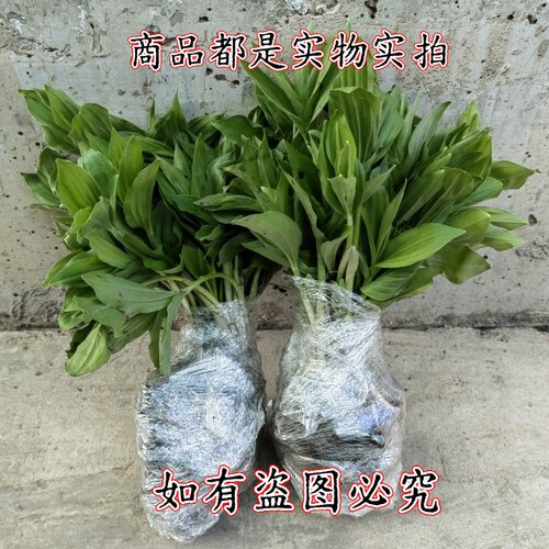 新鲜山野菜山糜子苗山糜子野菜