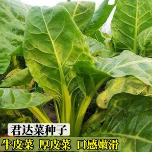 君达菜青梗牛皮菜厚皮菜种子大叶厚合菜菜种籽春秋季播蔬菜孑