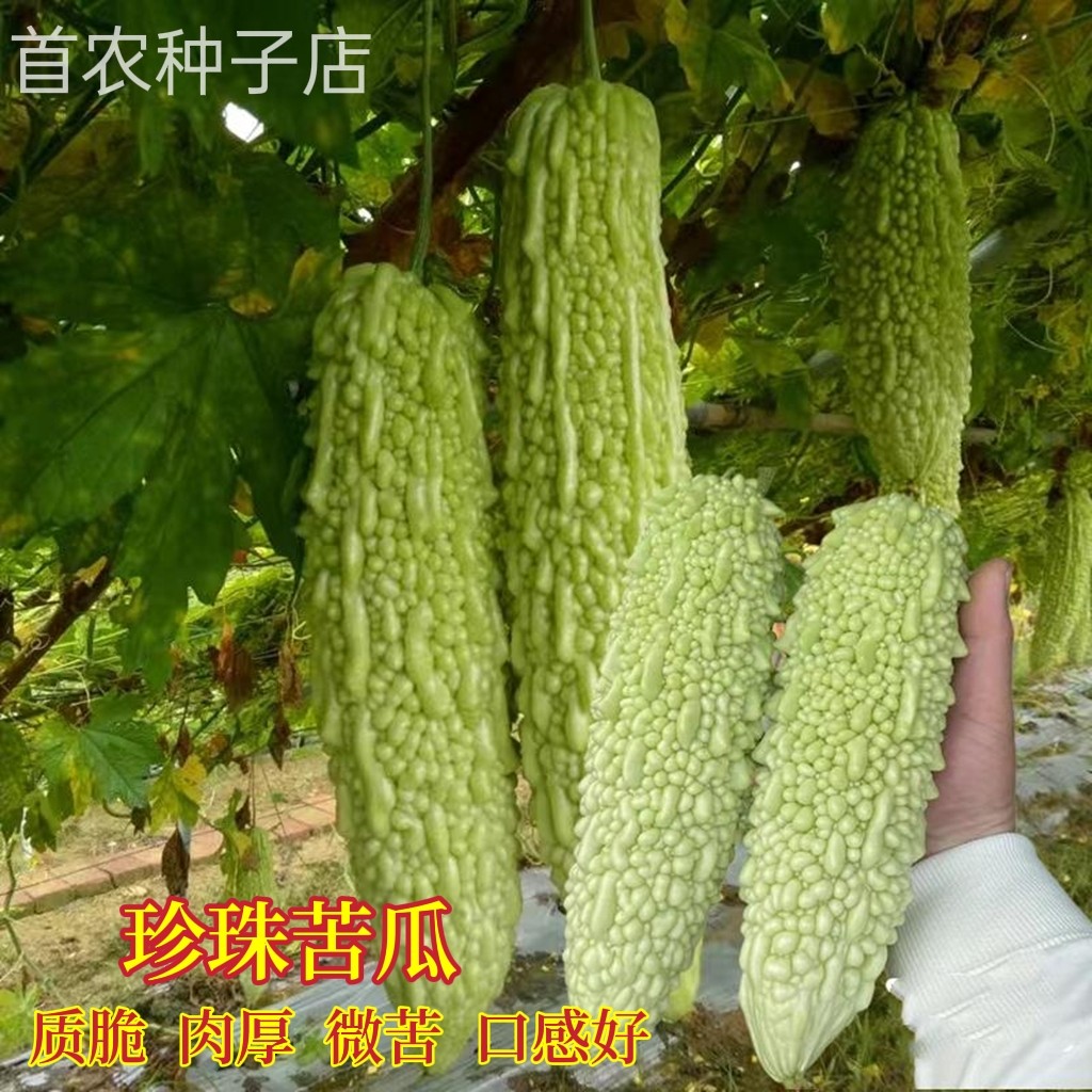 珍珠苦瓜种籽白玉白苦瓜春播耐热高产庭院阳台农田蔬菜种子籽