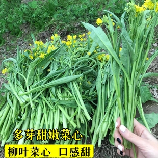 多芽多笋柳叶菜心种子尖叶柳叶菜心脆甜产量高抗病春秋蔬菜种籽