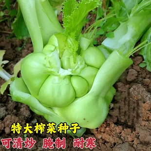 特大榨菜种子特大芥菜种籽腌制泡菜大头青菜头疙瘩籽春秋季蔬菜孑