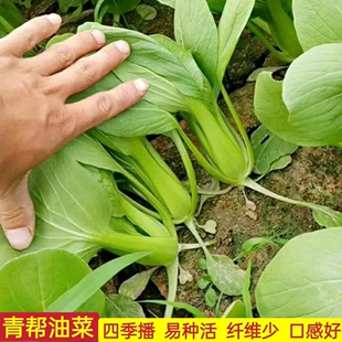 青帮油菜种籽青梗菜种子秋冬季种植上海青菜籽四季盆栽蔬菜种孑籽