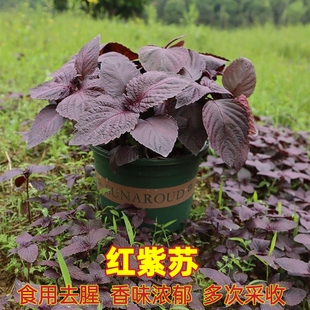 紫苏种籽种子水升麻红苏野菜食用香料菜园盆栽春秋四季蔬菜种孑籽