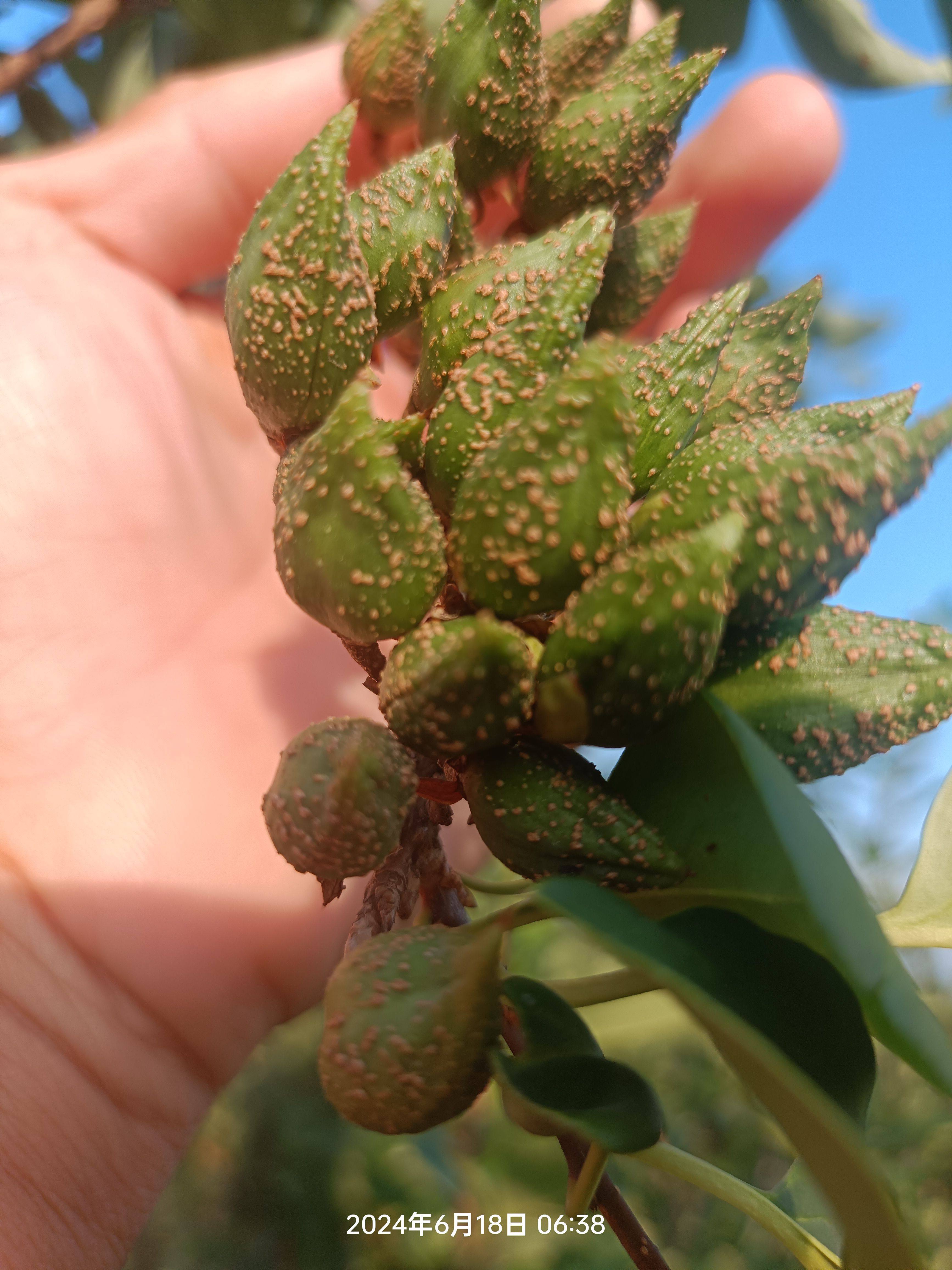 药用连翘苗科研5号高产大果树苗耐旱耐寒适合荒山坡地栽连翘种子