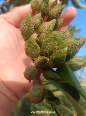 连翘山西中条山大颗粒药用黄连翘