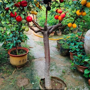 一树多果一树多品种正宗嫁接盆栽桃树杏树李子树葡萄树