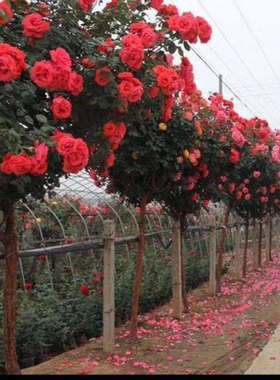 国月欧月棒棒糖月季花四季开花