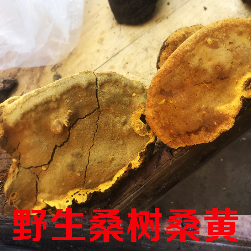 野生桑树桑黄桑耳野生灵芝散装250克泡酒料切片打粉赤灵芝