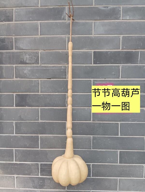天然异形节节高独头油锤勒扎葫芦一物一图