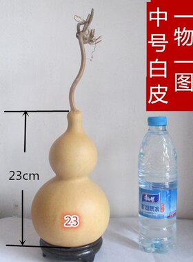 天然原色本色白皮大葫芦摆件