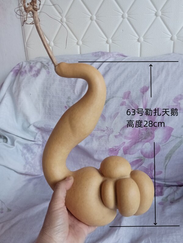 一个天然异形勒扎天鹅葫芦63号