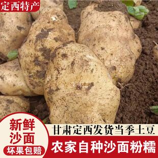 甘肃定西新土豆沙面土豆马铃薯蔬菜洋芋旱沙地种植