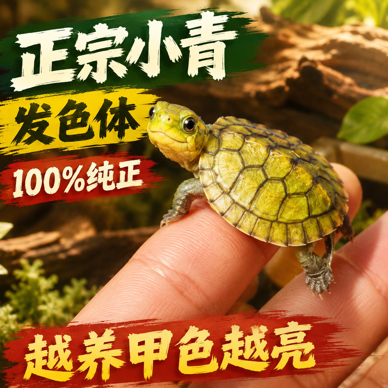 纯正皖南小青黄喉新苗100%纯种