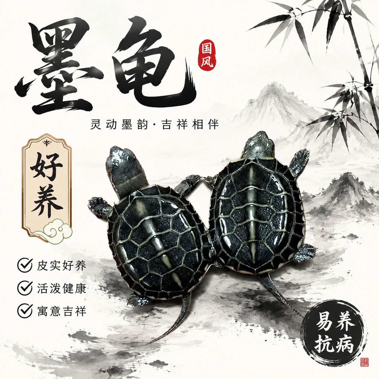 纯种墨龟小乌龟迷你观赏宠物中华草龟网红认主顶墨苗金线小龟公龟