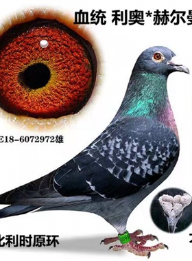 信鸽种鸽成绩鸽公棚鸽血统鸽赛鸽迟归鸽名家鸽远程鸽3