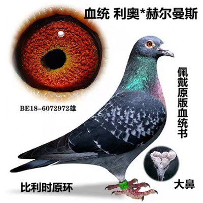 信鸽种鸽成绩鸽公棚鸽血统鸽赛鸽