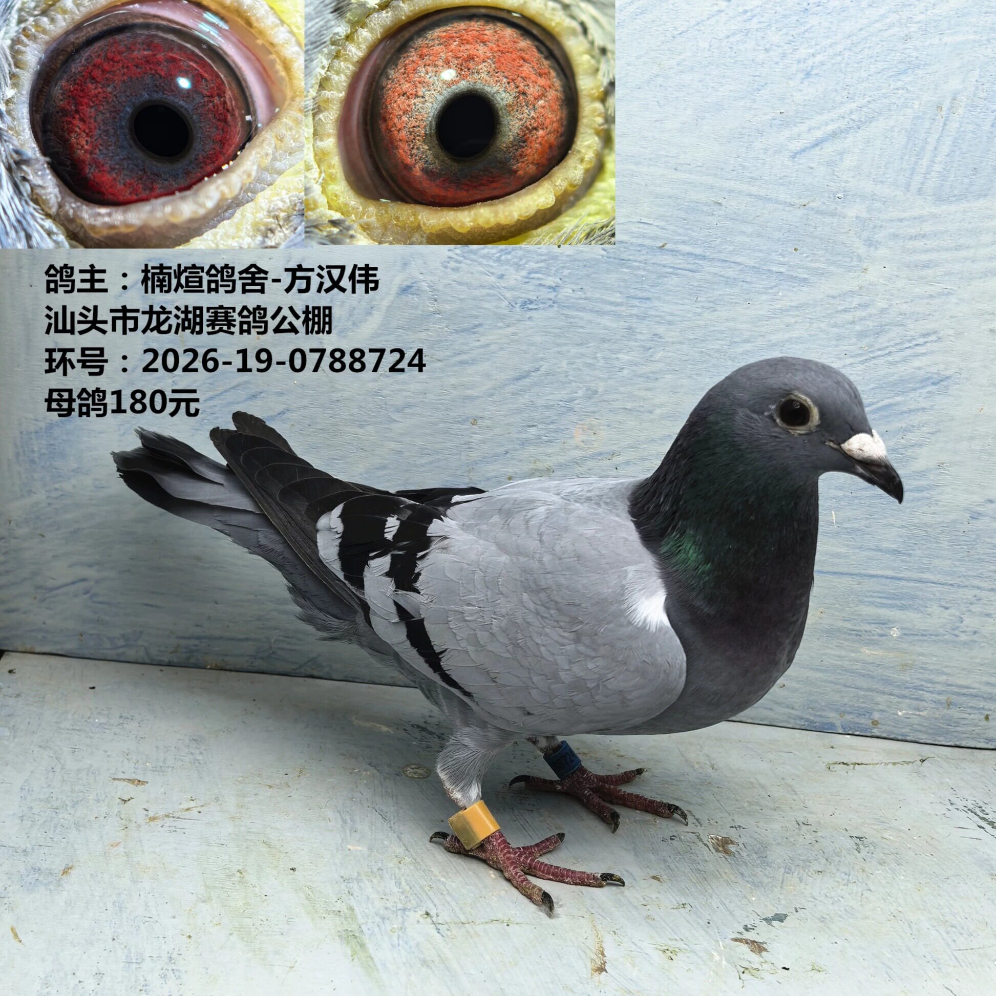 鸽主:楠煊鸽舍-方汉伟 汕头市龙湖赛鸽公棚