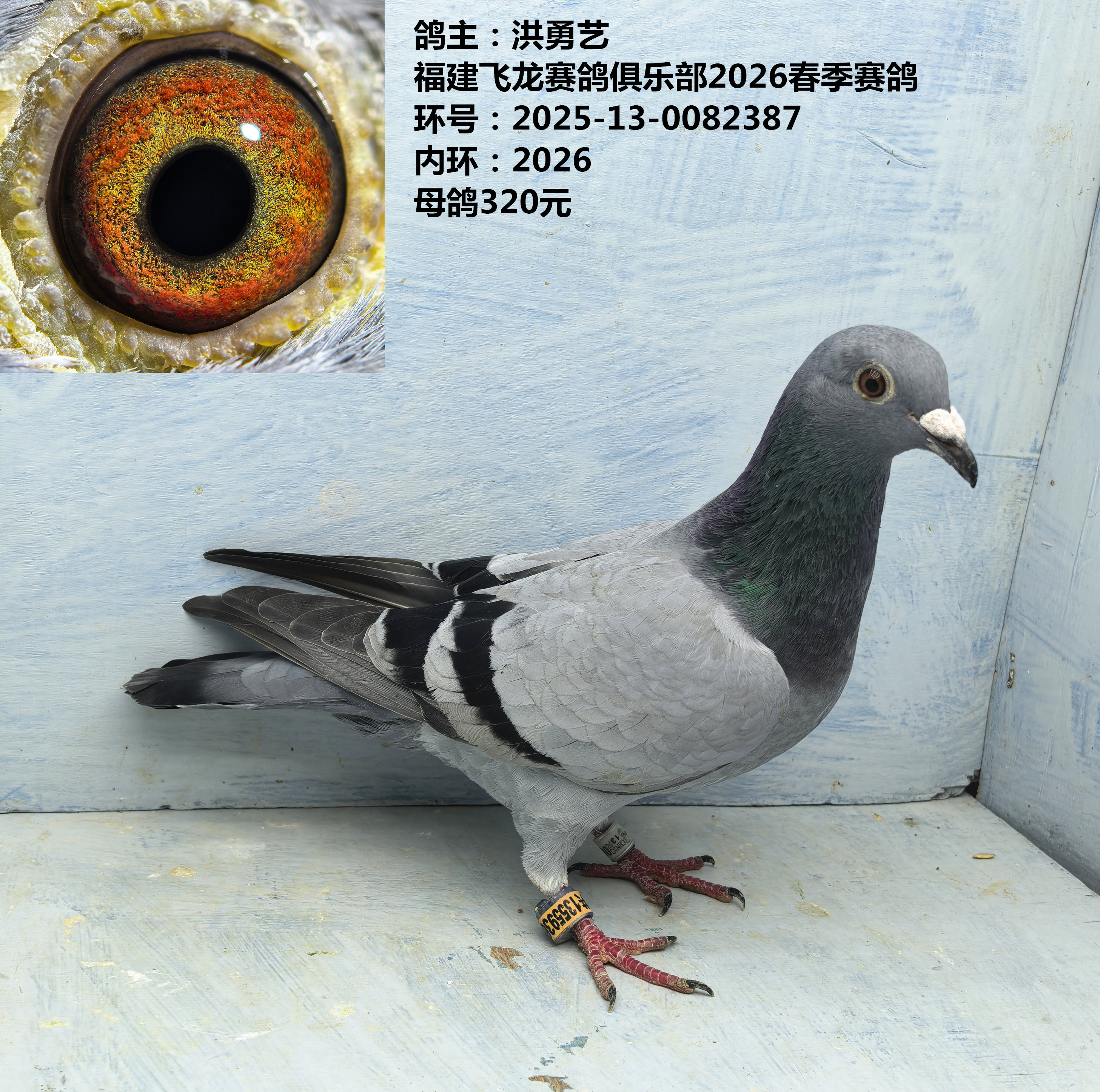 鸽主：洪勇艺 福建飞龙赛鸽俱乐部2026春季赛鸽 大赛事