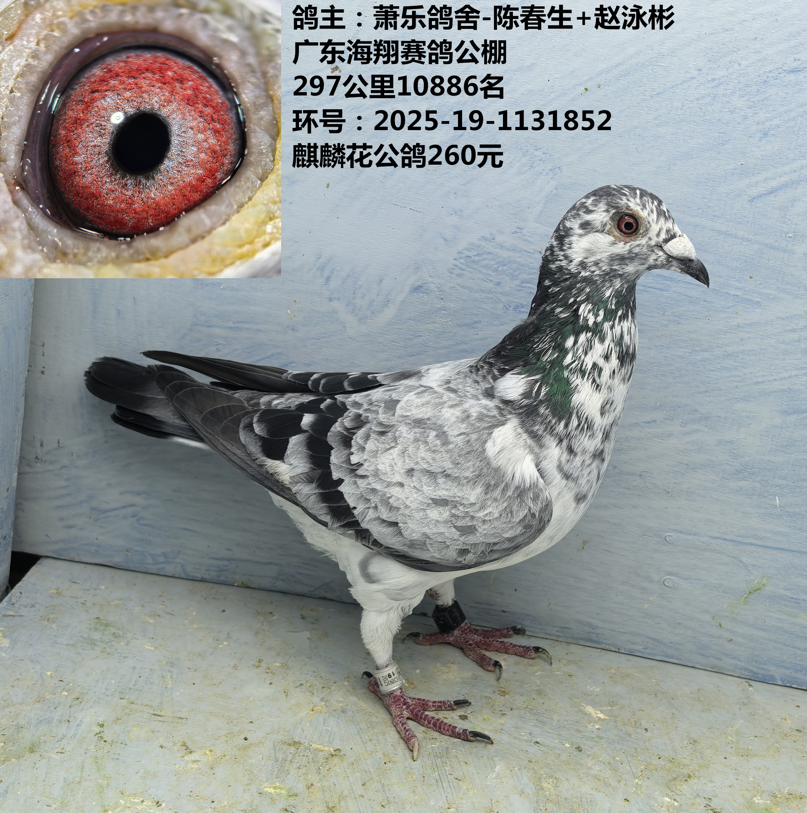 鸽主:萧乐鸽舍-陈春生+赵泳彬东海翔公棚297公里10886名 麒麟花