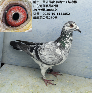 麒麟花 赵泳彬东海翔公棚297公里10886名 鸽主：萧乐鸽舍 陈春生