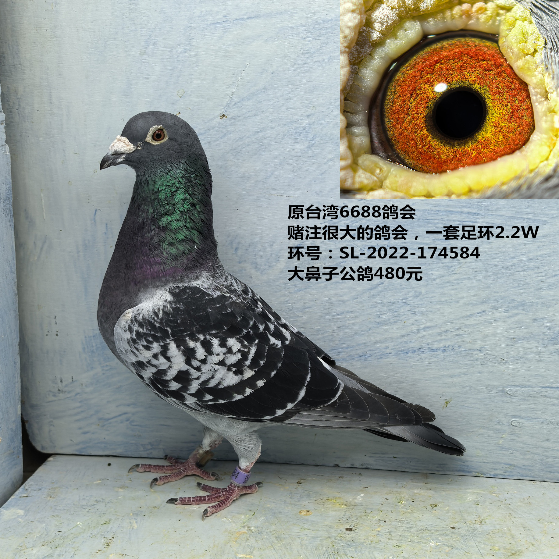原台湾6688鸽会 赌注很大的鸽会，一套足环2.2W 大鼻子公鸽台鸽